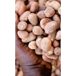 palm kernel