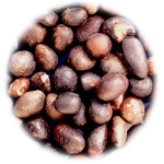 Palm Kernel - Bottled & Packed